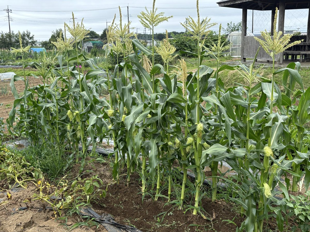 burst_bar's tweet photo. 今日の家庭菜園🍆🍅🌽
今日は雨降る前に済ましてきたよん✌️
トウモロコシがすくすく育って大きくなってきたね
早く食べたい😍 https://t.co/YoduJ19LTF