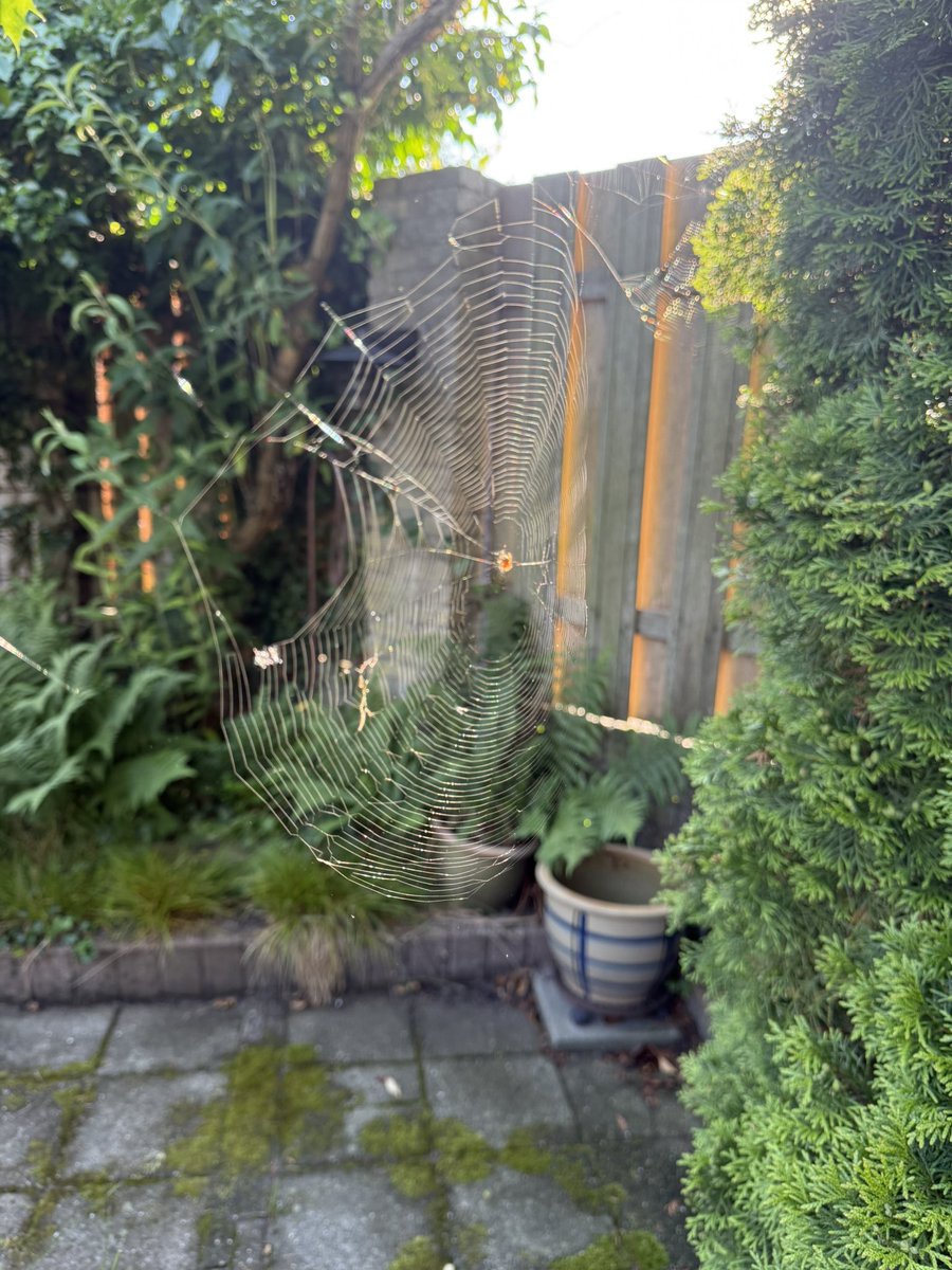 watch1962's tweet photo. @aHeartSoFull Spiderweb in the morning https://t.co/BsJ9ssn0mm