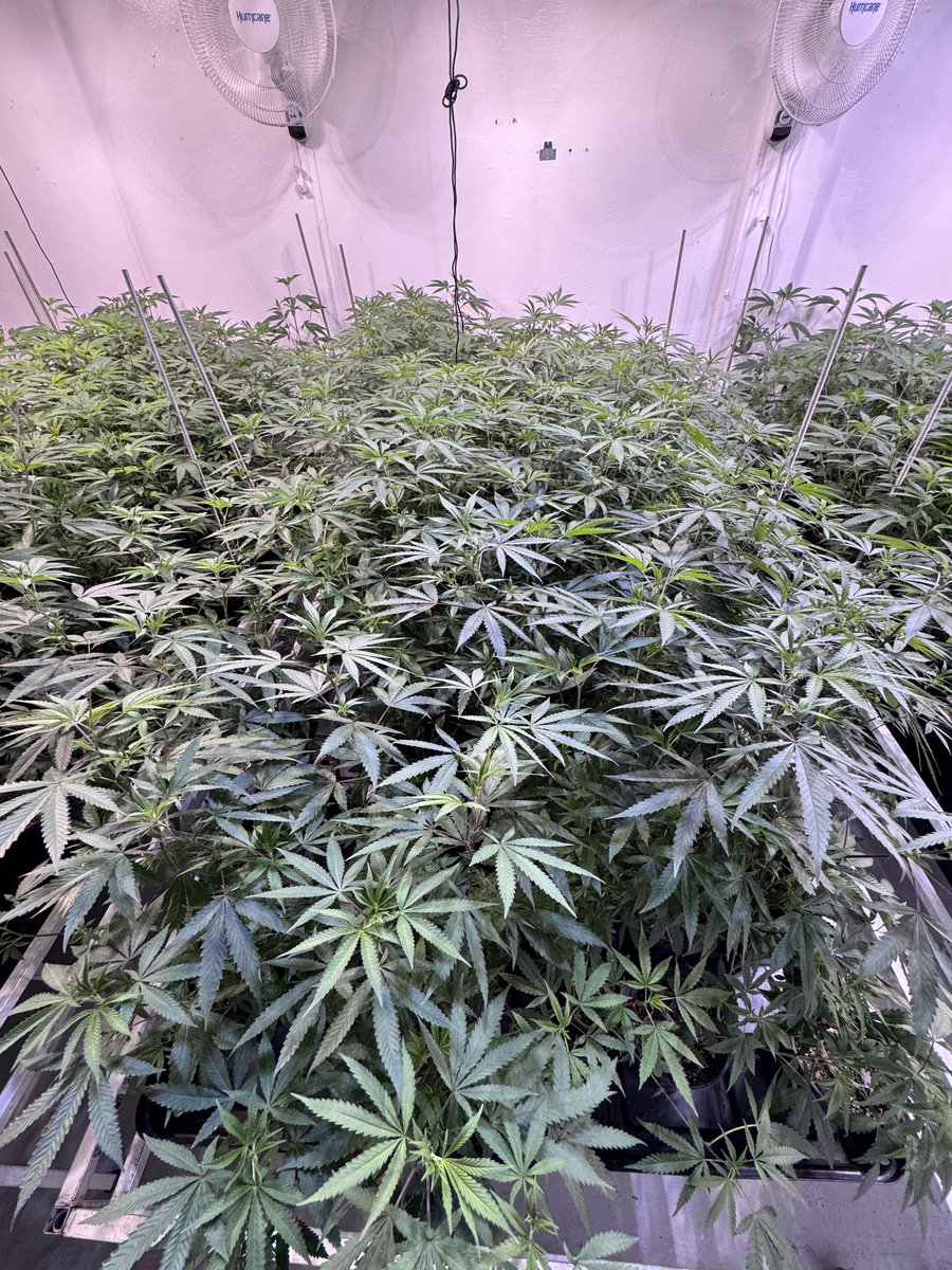 CodyGabany's tweet photo. #weed https://t.co/uuH0hcq6ib