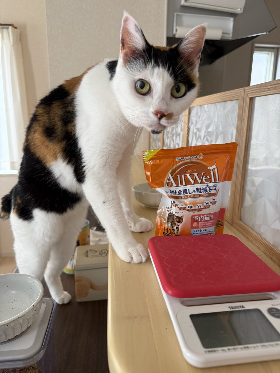 mitz_calico's tweet photo. 以前試したけど食いつきはあまり良くなかったこちら。事情がありまた試してみたらガッツリ食べるのどうしたw

袋見るだけでスリスリしてくるほどに😂

#猫 #ねこ #みけねこ #三毛猫 #calico 
#保護猫 https://t.co/0oYWqHVJmy