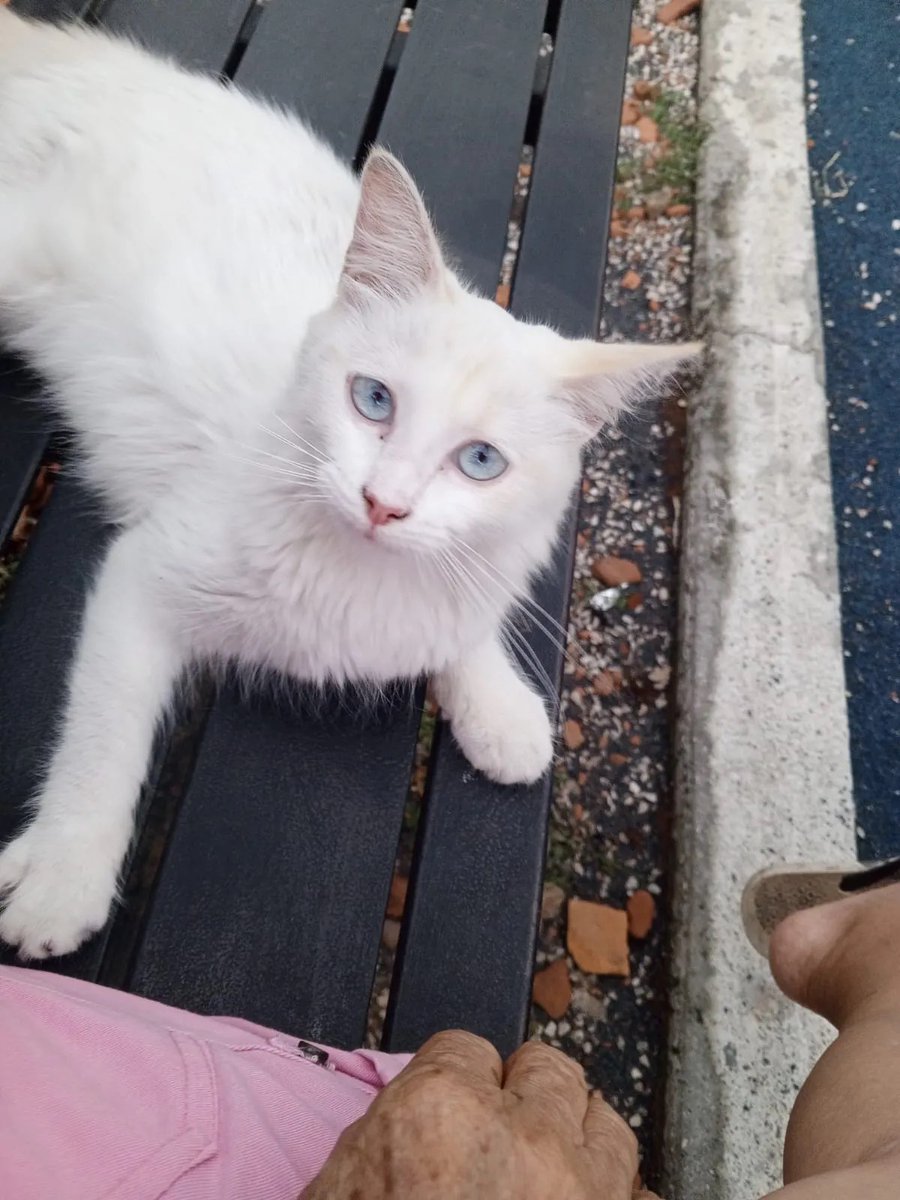 Lolley_Bomb's tweet photo. Hola, buenas tardes a todos, tengo en adopción esta hermosa gatita que encontré en un parque, estuvo solita perdida.. Busco una persona responsable y de buen corazón que le dé todo su amor y cariño.. Por favor, solo personas responsables... @EmergenciasEc @RescateAnimalEC https://t.co/i9lJ8uUOaj