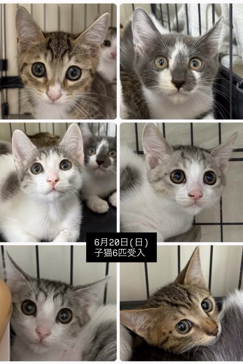 rin_hato's tweet photo. 急遽、本日子猫がシェルターにいます！
1時間だけですが お待ちしております🐱✨ #ちゃまの家 #保護猫  #譲渡会  #子猫 #利根町 https://t.co/vcpmCmhTEU
