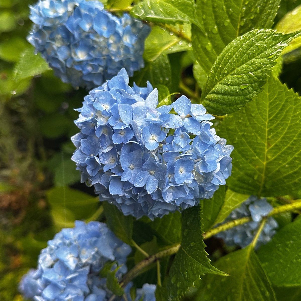 AT_iukaN's tweet photo. 今日は夏至ですね。
雨ですが良いでありますように。 https://t.co/acPU1Edq18