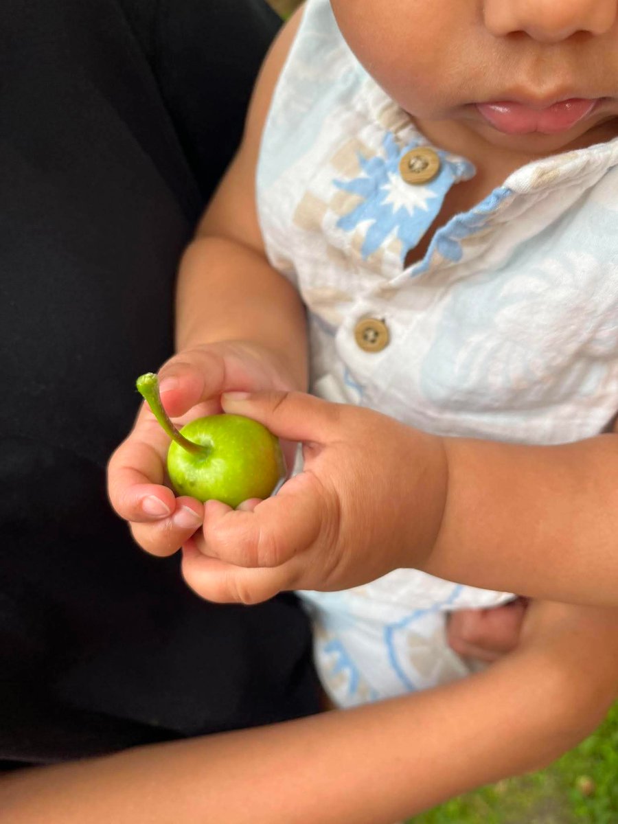 chicorypetals's tweet photo. Life is so beautiful, I planted this apple tree with my late grandfather when I was in high school. Now my baby gets to enjoy it’s shade and fruit https://t.co/3XA1DHQp0E