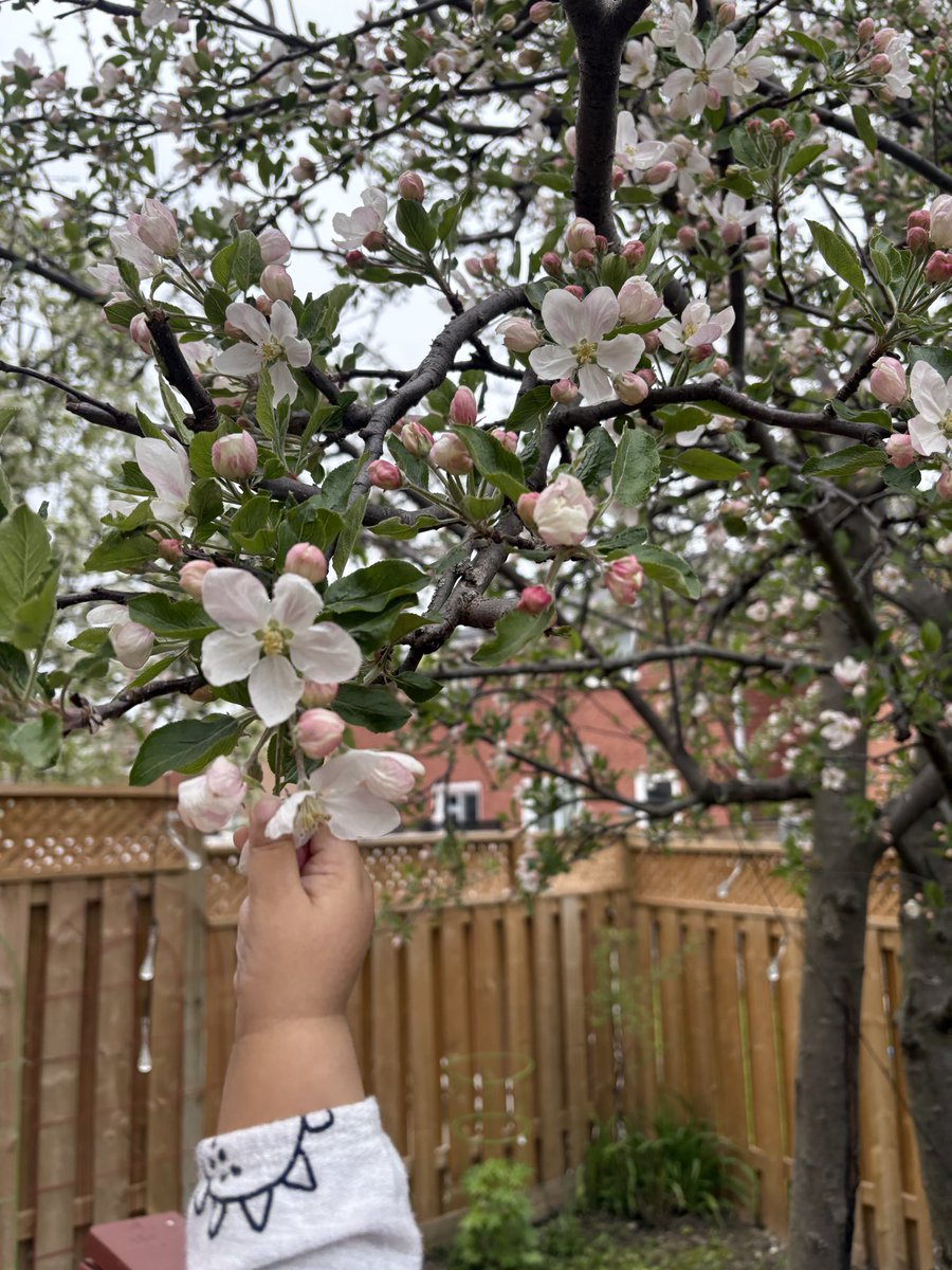 chicorypetals's tweet photo. Life is so beautiful, I planted this apple tree with my late grandfather when I was in high school. Now my baby gets to enjoy it’s shade and fruit https://t.co/3XA1DHQp0E