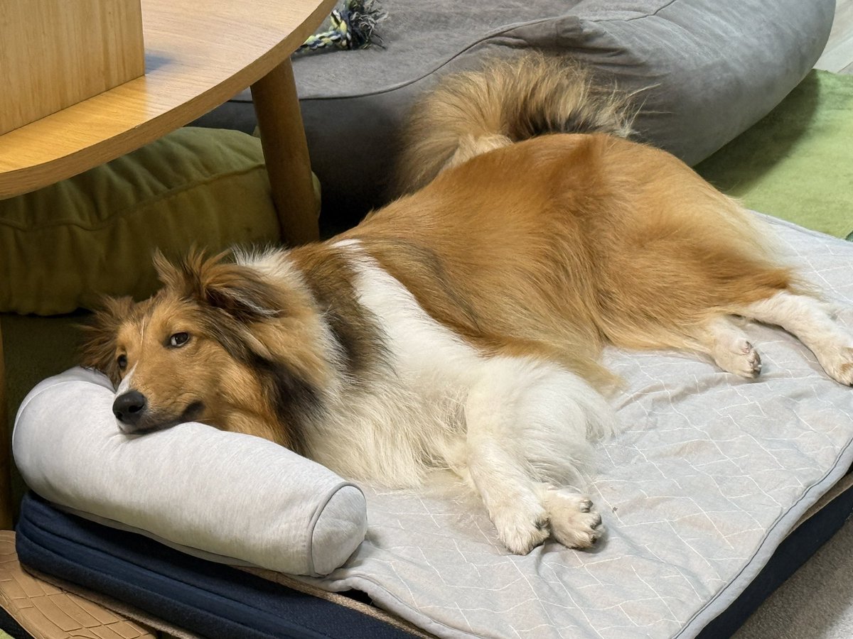 shelly33sheltie's tweet photo. おはようございます☀

雨で朝の散歩行けないので不貞腐れてます🥹💦

#シェルティ
#シェットランドシープドッグ
#犬好きな人と繋がりたい https://t.co/MX8lGmfUfo