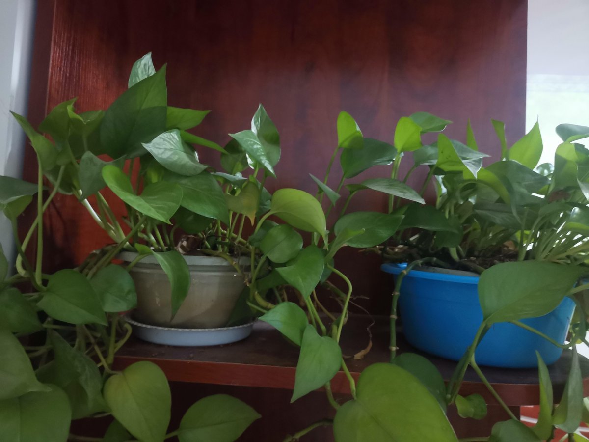 LjcIBvehxRUAgG7's tweet photo. This weekend vibe: misting my pothos u0026 watching it thrive. Tiny daily touches = big leafy wins https://t.co/wQD2nOE7nE