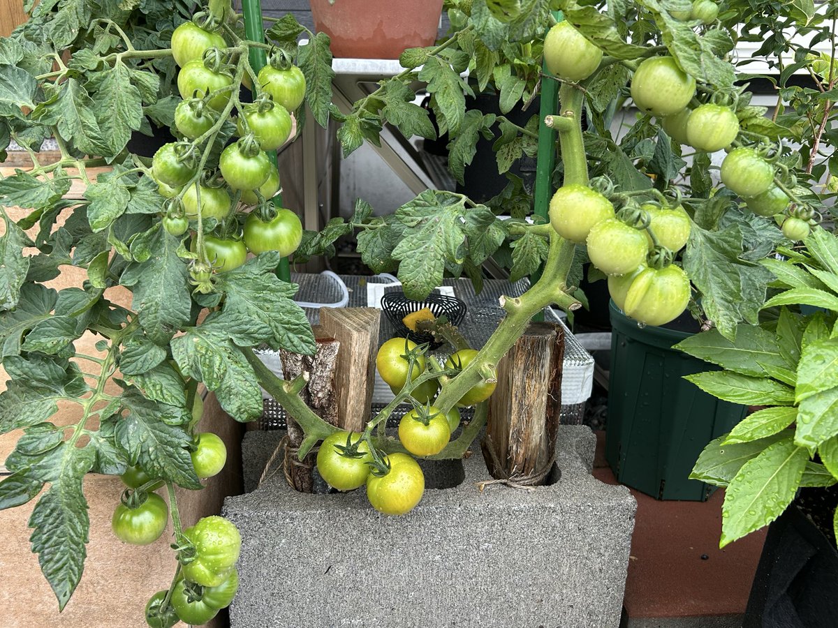 kitunekohibi's tweet photo. 今日の報告
⚫︎トマト大量収穫始まるか！？🍅
⚫︎白ゴーヤようやく開花！🌼
⚫︎ブルーベリー収穫🫐 https://t.co/kb7CBRtQix