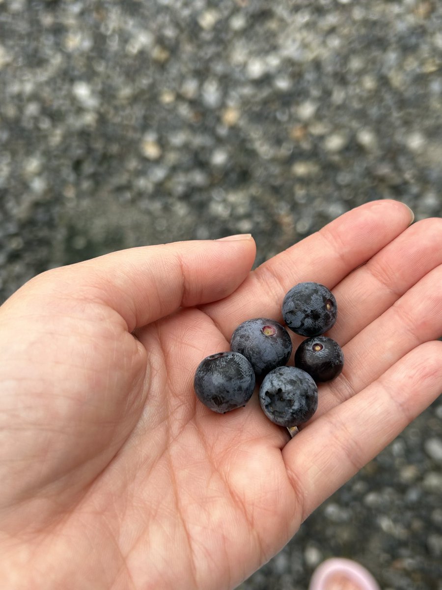 kitunekohibi's tweet photo. 今日の報告
⚫︎トマト大量収穫始まるか！？🍅
⚫︎白ゴーヤようやく開花！🌼
⚫︎ブルーベリー収穫🫐 https://t.co/kb7CBRtQix