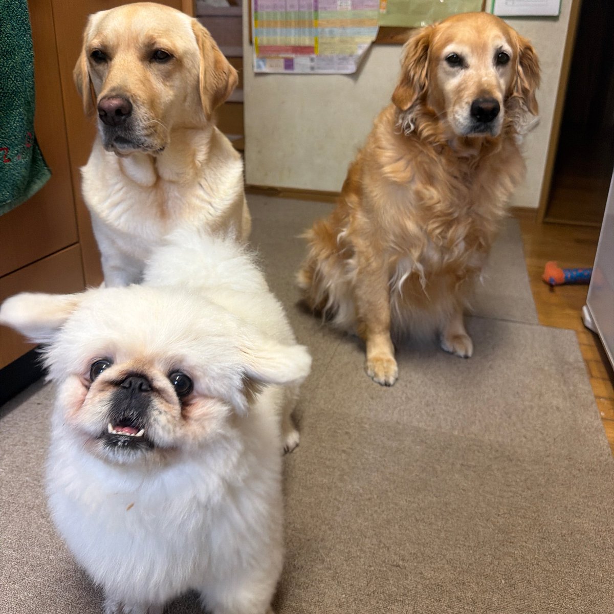 genki_doggo's tweet photo. おは犬 https://t.co/ggQ3F4tzBW
