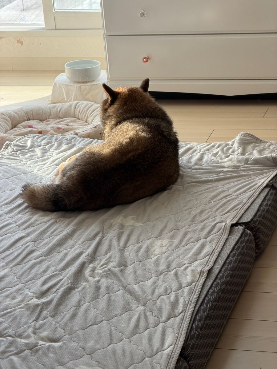 おはようございます。柴犬です。