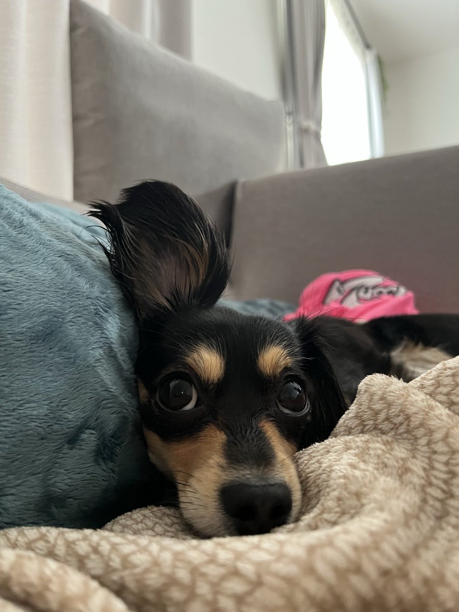teahachico's tweet photo. 早朝でも雨あがってるタイミングでお散歩行くと色んなわんこ達に会えて
あ〜みんなわんこの為に雨上がりと日中の暑い時間のスキマ狙ってお散歩来てるんだな〜って感じてはっぴーになる🐾
朝からハッピーわんこ達の列拝めた𓂃𓈒🐕 https://t.co/BULqWtp0xp