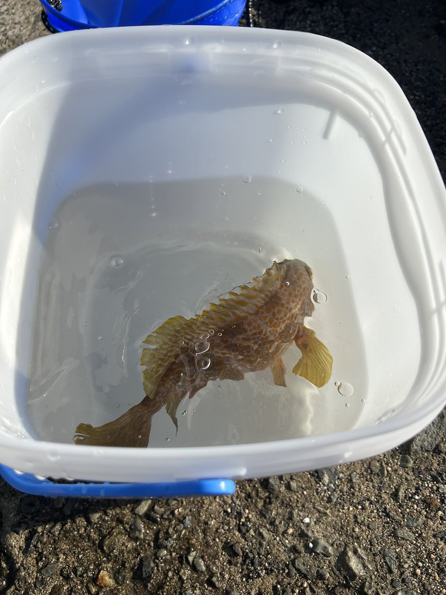 chrbun920's tweet photo. アコウちゃん釣れた🐟 https://t.co/KOWL1UEla6