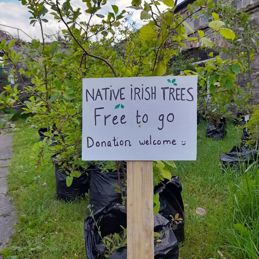 banbloodsports's tweet photo. ๐ณ Free native Irish trees at Sonรกirte #Meath ๐ณ https://t.co/rSHU2LLhvP https://t.co/hgOXH6BSh6