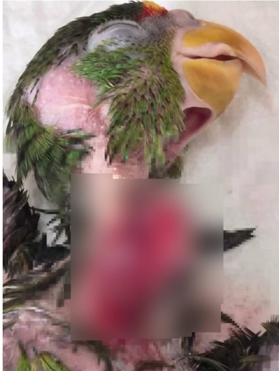 YoAmoaLaCiencia's tweet photo. Loro sufre quemaduras al ser alimentado con atole hirviendo

Un polluelo de loro frente blanca sobrevivió a dos cirugías de emergencia tras sufrir graves quemaduras y la perforación del buche. 

Luego de que las personas que lo tenían en su poder le diera de comer atole de masa hirviendo.

Este caso exhibe el fracaso de la vigilancia ambiental en México, ya que existen regiones perfectamente identificadas donde año tras año se extraen y comercializan loros, pericos y otras especies silvestres. 

La PROFEPA bajo el mando de Mariana Boy continúa sin implementar operativos permanentes para desmantelar estas redes de tráfico.

Los saqueadores siguen vaciando nidos cada temporada reproductiva y lo que hacen las autoridades es limitarse a campañas de concientización en redes sociales y comunicados informativos.

El caso fue denunciado por el Centro de Difusión y Conservación Ambiental Proyecto Santa María.

Esta ave llegó al veterinario en condiciones críticas en Izamal, debido a la gravedad de las lesiones, fue trasladada de inmediato a Mérida para recibir atención especializada.

A la mañana siguiente, médicos veterinarios de un centro especializado en fauna silvestre realizaron una cirugía de emergencia.

El daño era tan severo que tuvieron que retirar una parte importante del buche y de la piel que lo recubre, posteriormente fue sometido a una segunda intervención quirúrgica.

"Burbuja", hasta el momento continúa recuperándose y recibe alimentación en pequeñas porciones.

Los supuestos propietarios afirmaron inicialmente que habían "encontrado" al ave en la calle, pero después admitieron que lo compraron en una comunidad. 

Durante décadas, miles de polluelos de loros, pericos y otras aves silvestres extraídas ilegalmente de sus nidos han sido criados con atole o harina de maíz.

En numerosas regiones del país incluso reciben nombres populares como "atoleros" o "masequeros" (por la marca de harina de maíz) que les provoca desnutrición, deformidades, infecciones, quemaduras y la muerte de innumerables ejemplares.

El sufrimiento de Burbuja comenzó cuando alguien saqueó un nido para venderlo.

Por cada polluelo que llega vivo a una vivienda, muchos otros mueren durante la extracción, el transporte o el cautiverio. 

Los padres suelen ser ahuyentados o muertos, los nidos destruidos y generaciones completas desaparecen para alimentar un mercado ilegal que sigue operando año tras año.

Por ello, la PROFEPA no debería limitarse a documentar el rescate del ave, ya que debe sancionar a los compradores e investigar quién vendió este ejemplar. 

Pero ya sabemos que lo máximo que hará esta “procuraduría” es poner una denuncia “a quien corresponda” sin ninguna investigación.

Sí nunca se llega al vendedor, seguirán saqueándose nidadas completas impunemente.

¿Cuándo empezará a trabajar la procuradora ambiental Mariana Boy?