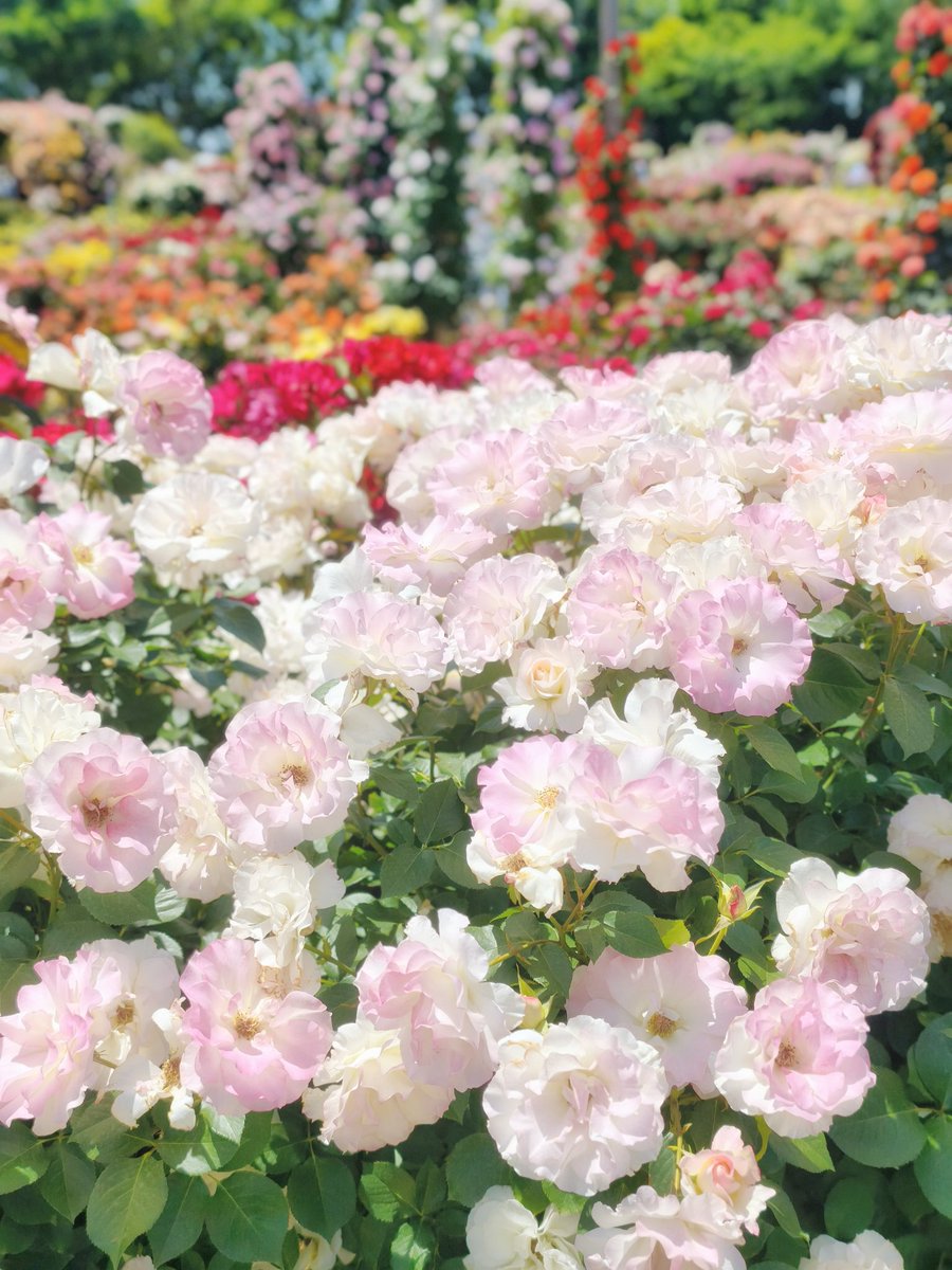 crowndrop_q's tweet photo. バラ園🌹
思ったより暑くてちょっとだけだけど満開の時に見に行けてよかった✨ https://t.co/vw6m1QH1ue
