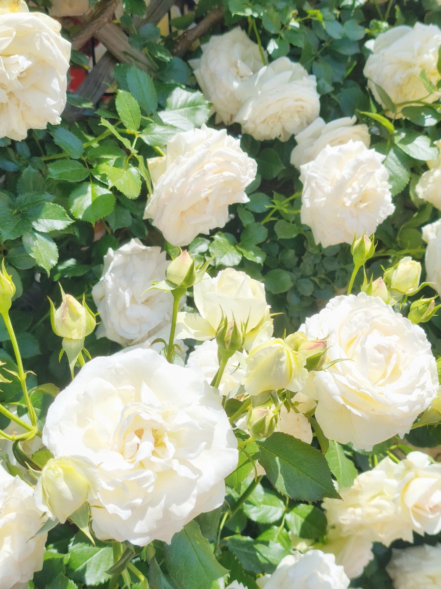 crowndrop_q's tweet photo. バラ園🌹
思ったより暑くてちょっとだけだけど満開の時に見に行けてよかった✨ https://t.co/vw6m1QH1ue