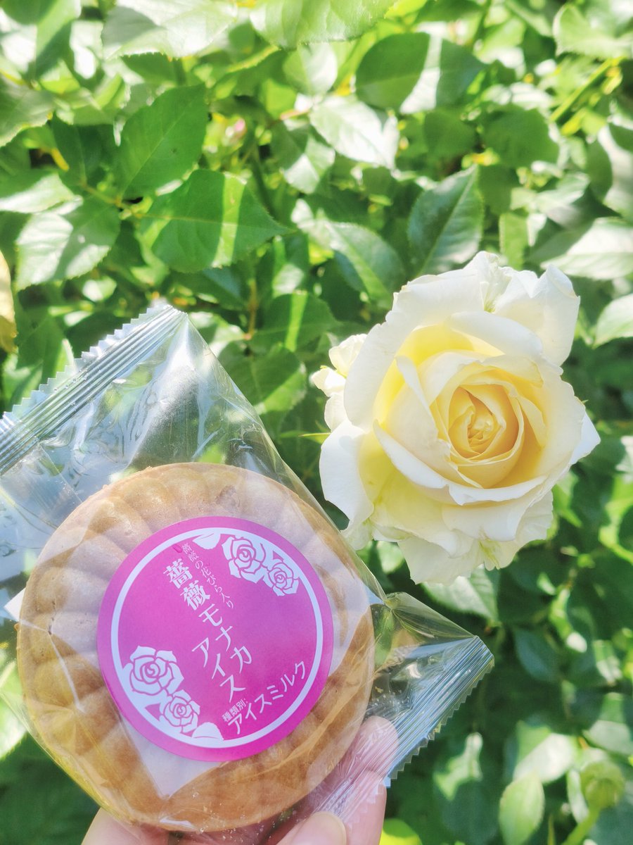 crowndrop_q's tweet photo. バラ園🌹
思ったより暑くてちょっとだけだけど満開の時に見に行けてよかった✨ https://t.co/vw6m1QH1ue