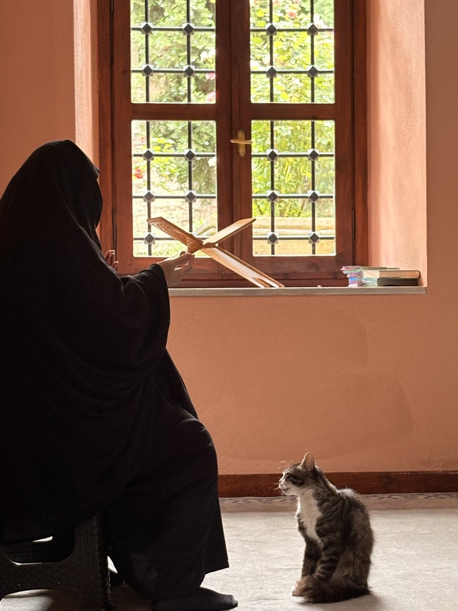 Jesuishesna's tweet photo. Anneannem  ve dua dinleyen kedi
 ebu  şeybe el-hudri türbesi https://t.co/jJkMwHlmqL