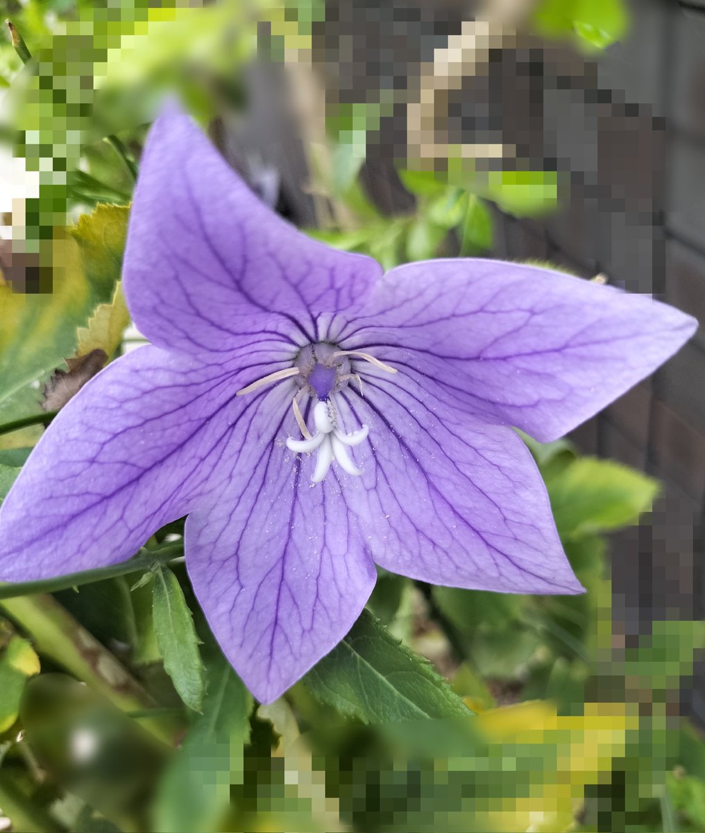 epusla's tweet photo. #花散歩　
七月弐拾一日
夏至　蛸を食して
豊作を祝う　関西方面の習慣らしいです🐙多幸🐈‍⬛🎶 https://t.co/UBBGesoA0Y