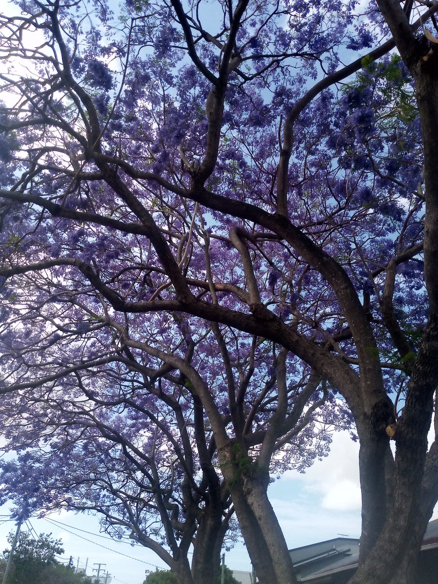 Anthony78644696's tweet photo. "The breeze softly swaying the  
     trees to the melody of morning;
with the Sun brightly inviting my senses
     to the miracles of Life so fair."

- Michael A. McGuire. https://t.co/7LOU8ktELn