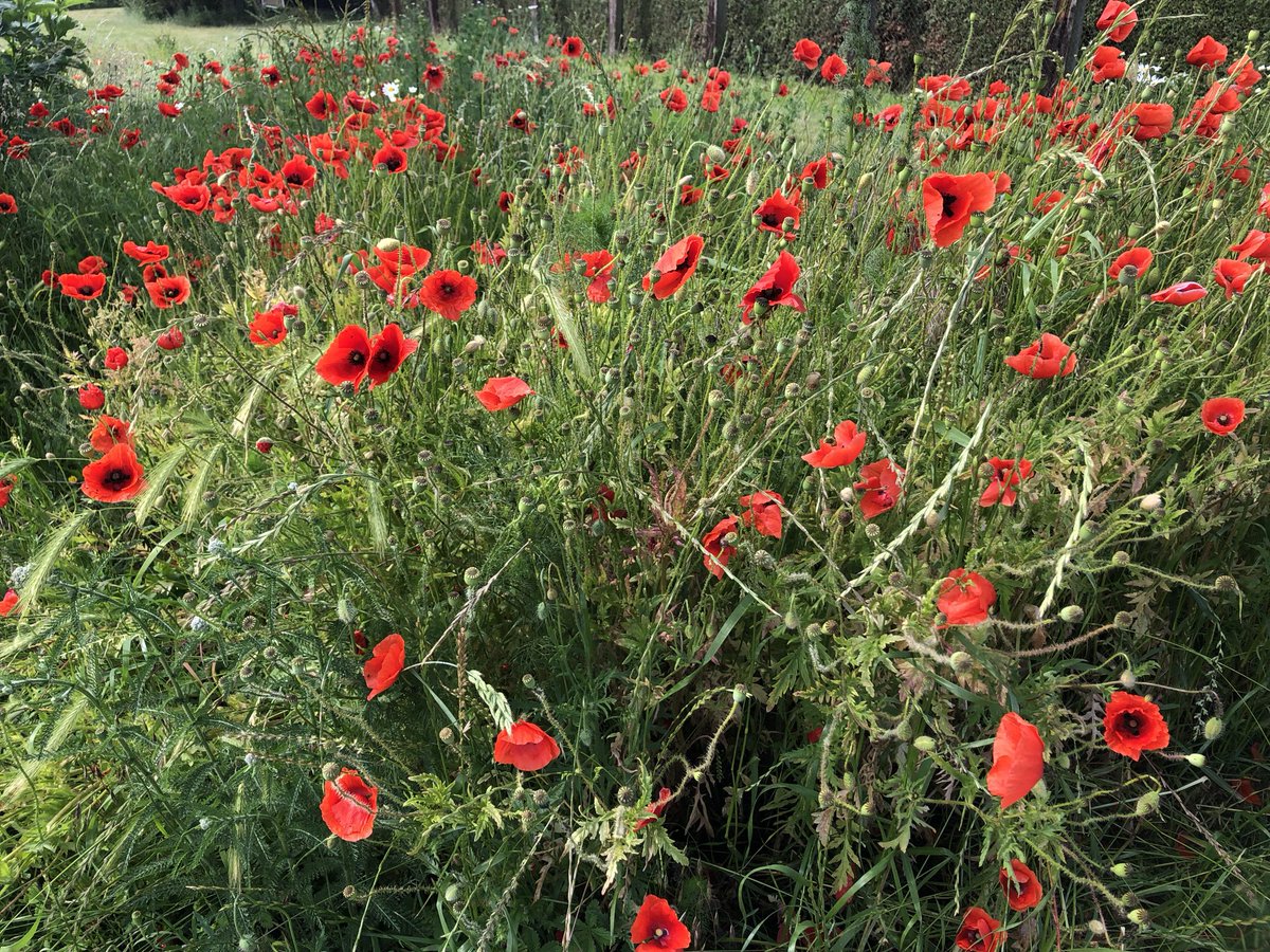 RegenKoenigin's tweet photo. Werfe Salz immer über deine linke Schulter. Bewahre Rosmarin neben deinen Gartentor auf. Füge Pfeffer zu deinem Kartoffelpüree hinzu. Pflanze Rosen und Lavendel als Glücksbringer. Und verliebe dich… wann immer du kannst. https://t.co/97oj4v1D5B