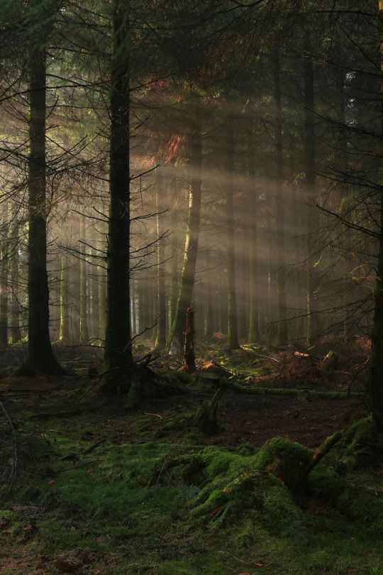 greenvibe's tweet photo. Nature is where the soul rests. 🍂 https://t.co/E3PTLkHfsg