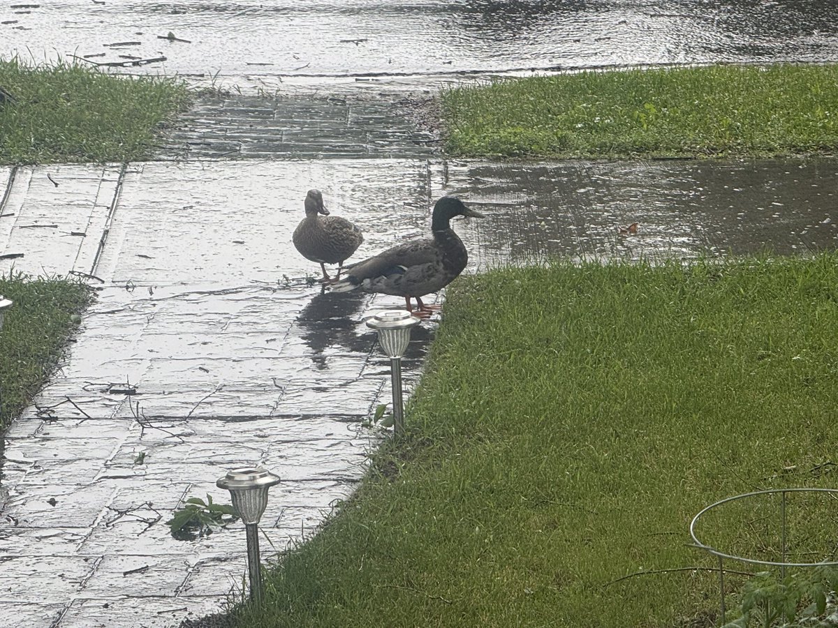 kenandchristine's tweet photo. You know it’s wet when you have ducks in your front yard!! https://t.co/QBwM42MZox