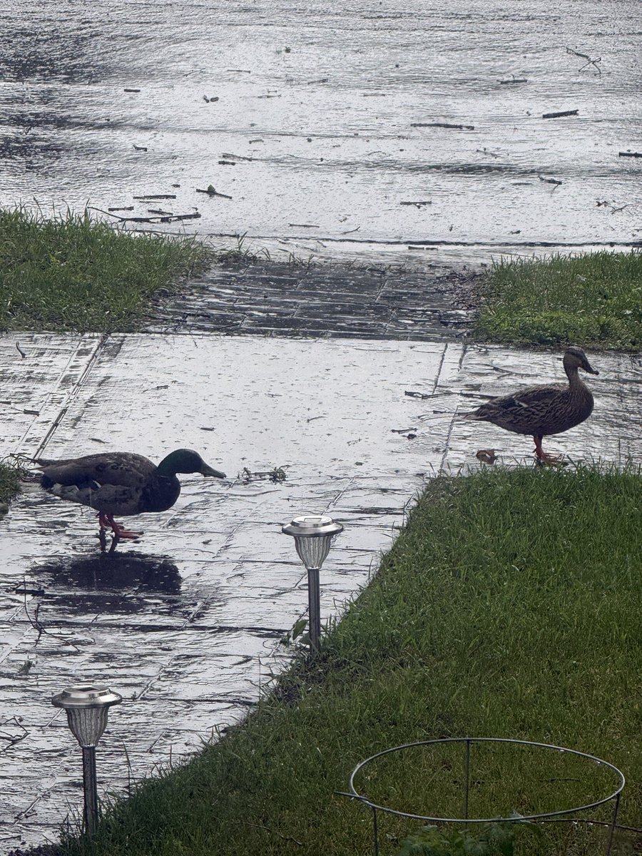 kenandchristine's tweet photo. You know it’s wet when you have ducks in your front yard!! https://t.co/QBwM42MZox