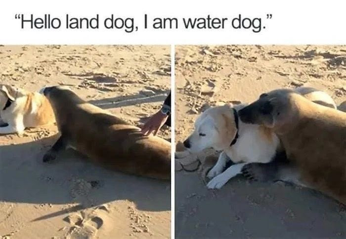 WholesomeMemes tweet media