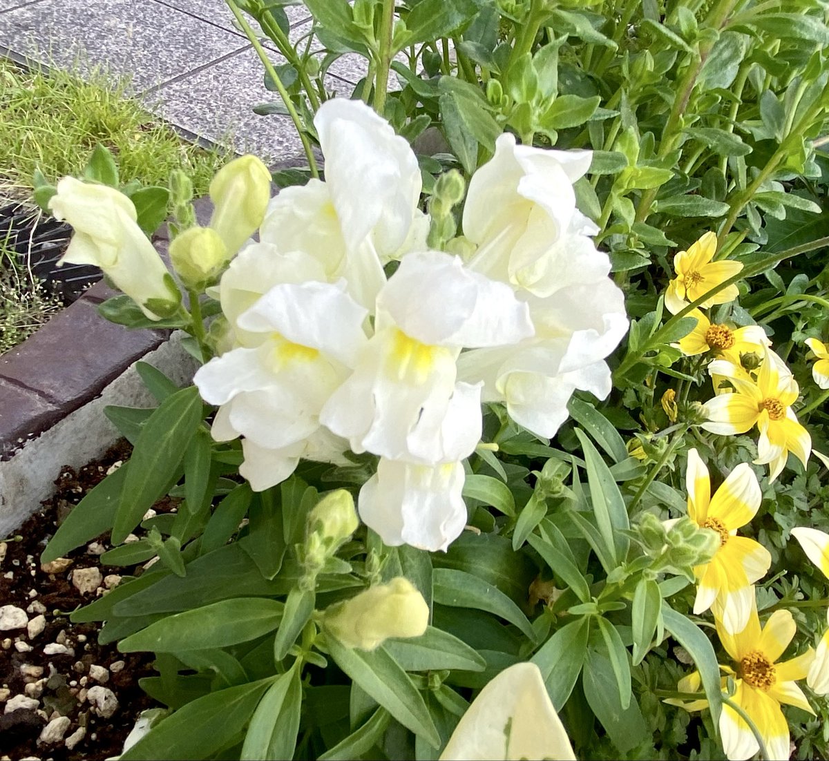 akoorun's tweet photo. 恋コロン❤️ フワッ♪と舞う良い香り〜
流行ったシャンプー♡また使いたくなりました🥰
♡日々 ハッピーな事があると、
若々しくいられるから 目を大きく開いて
耳たててチョロチョロしてます😊
お花鑑賞も心地いい時間よ♪
˚ෆ*₊今日も明るく優しい1日に(˶ᵔᵕᵔ˶)♪ https://t.co/CbYbvEm8yh