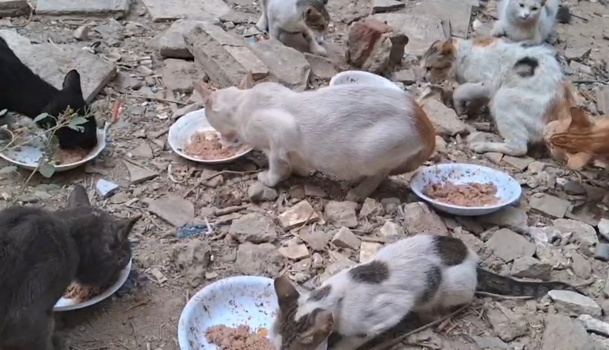 AnimalFriendsAF's tweet photo. Dear compassionate friends, our hearts are heavy with worry as our food supplies are running dangerously low, and we fear we may soon be unable to feed our beloved little ones. We kindly and earnestly ask for your support and help so that we can continue providing food for these precious souls. In the face of this suffocating crisis, we feel powerless, yet these fragile little ones are in urgent need of your assistance.
You have always been our family and our steadfast support throughout these challenging times. You have never abandoned us during our moments of weakness and have shown us the most beautiful examples of humanity, compassion, and true brotherhood. Thanks to your unwavering love and generosity, we have been able to survive and keep going.
Today, we reach out to you with hearts full of deep gratitude and appreciation. We want to thank you sincerely for everything you have done while gently sharing our current needs and hardships, and we humbly and respectfully ask you to extend your kind and generous hand of support once more, so that together we can continue protecting these precious lives 🙏🐾.
🚨🚨🚨 Donation links are placed hereunder 👇🙏
‼️GoFundMe for our Families 👫🙏
https://t.co/oAQtTGiBGB
‼️GoFundMe for AFS Furs 🐾🙏
https://t.co/dzmACWl78i
‼️ PayPal link is placed in our bio.