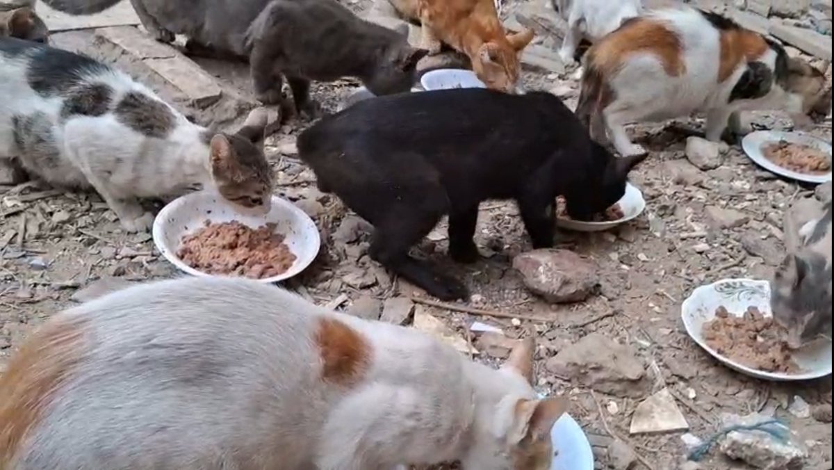 AnimalFriendsAF's tweet photo. Dear compassionate friends, our hearts are heavy with worry as our food supplies are running dangerously low, and we fear we may soon be unable to feed our beloved little ones. We kindly and earnestly ask for your support and help so that we can continue providing food for these precious souls. In the face of this suffocating crisis, we feel powerless, yet these fragile little ones are in urgent need of your assistance.
You have always been our family and our steadfast support throughout these challenging times. You have never abandoned us during our moments of weakness and have shown us the most beautiful examples of humanity, compassion, and true brotherhood. Thanks to your unwavering love and generosity, we have been able to survive and keep going.
Today, we reach out to you with hearts full of deep gratitude and appreciation. We want to thank you sincerely for everything you have done while gently sharing our current needs and hardships, and we humbly and respectfully ask you to extend your kind and generous hand of support once more, so that together we can continue protecting these precious lives 🙏🐾.
🚨🚨🚨 Donation links are placed hereunder 👇🙏
‼️GoFundMe for our Families 👫🙏
https://t.co/oAQtTGiBGB
‼️GoFundMe for AFS Furs 🐾🙏
https://t.co/dzmACWl78i
‼️ PayPal link is placed in our bio.
