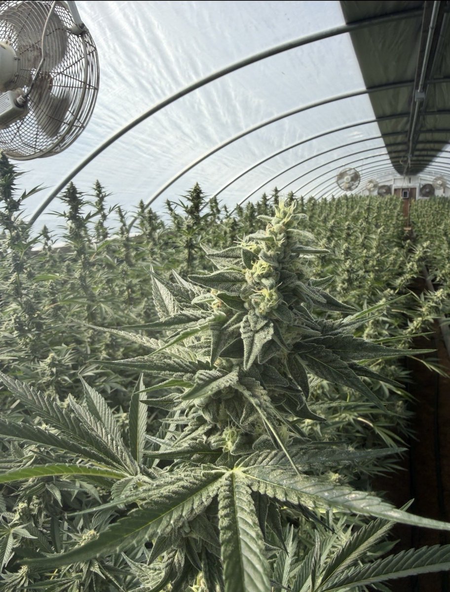 CannaCollectz's tweet photo. Powered by the sun. https://t.co/mtoPJZVQUh