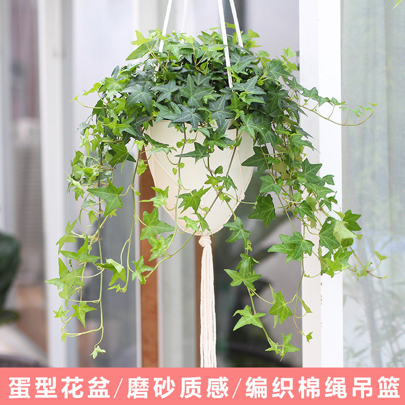 ramil663's tweet photo. Just finished my first DIY macramé plant hanger  Super happy with how it turned out! Who else loves cozy handmade home projects ♀ #DIY #Macramé #Handmade https://t.co/KmBH2sxhD7