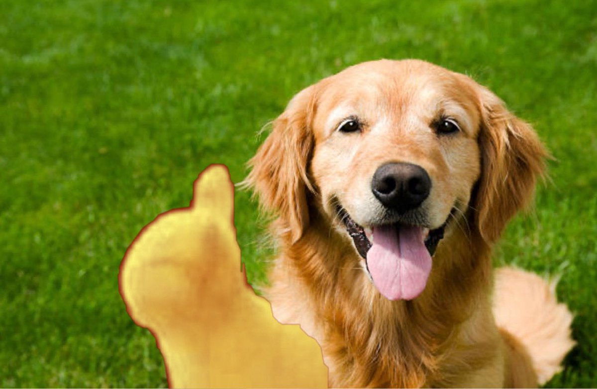 A random fucking dog tweet media