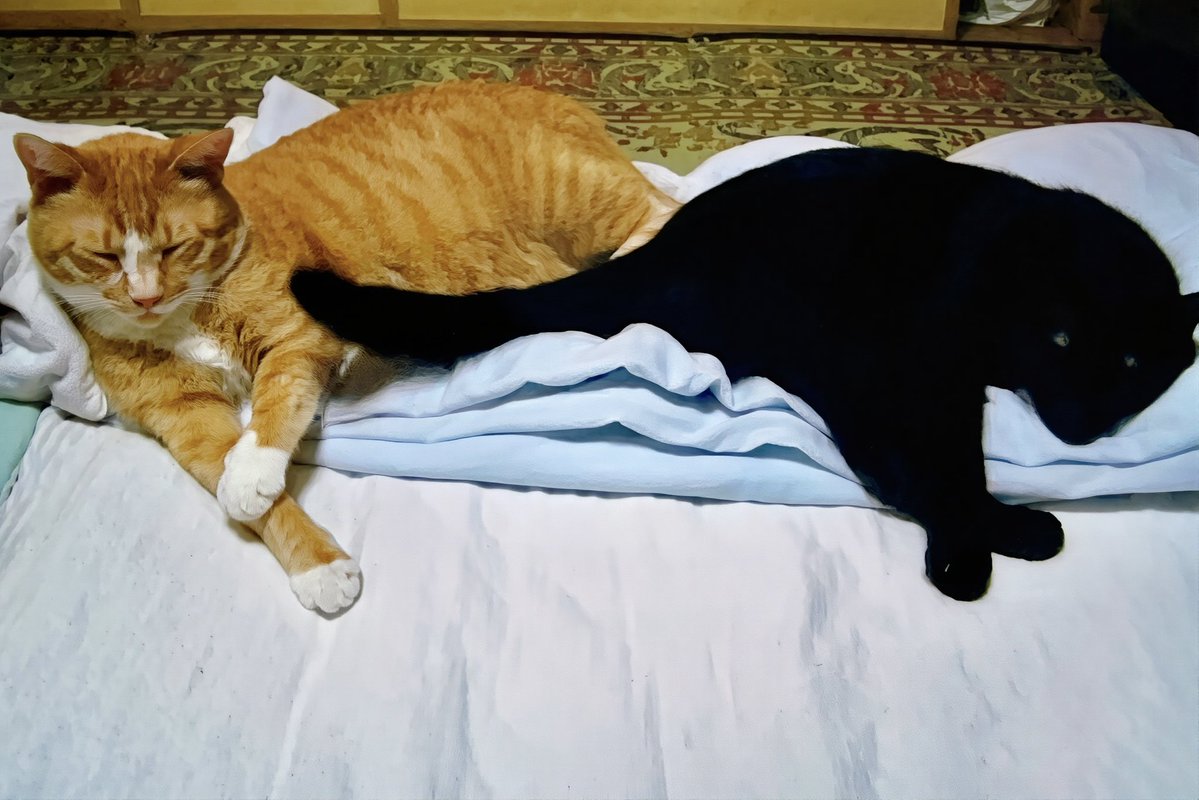 akingtaroing's tweet photo. おはようございます🐈🐈‍⬛
今日はお父さんに感謝👨🏻ｱﾘｶﾞﾄｳ
そしてサムライブルーを応援ですね⚽️📣ｶﾞﾝﾊﾞﾚｰ

＃猫
＃茶トラ
＃猫のいる暮らし
＃猫のいる幸せ
＃cat https://t.co/FQagRSRmFQ