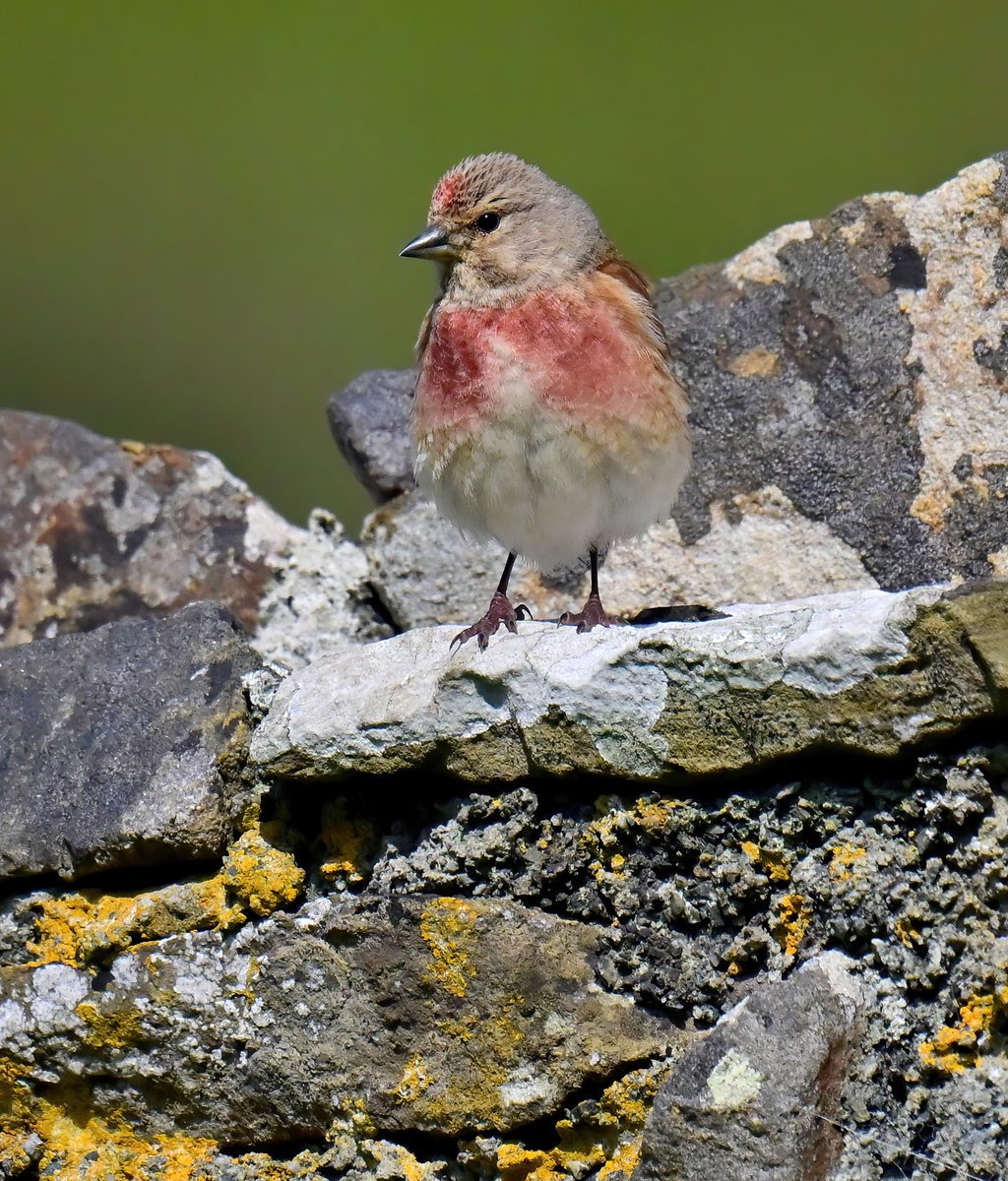 CarlBovisNature's tweet photo. Handsome male Linnet on a stone wall. 😍
 Taken last weekend at Martin's Haven in Pembrokeshire. 🐦😊 https://t.co/ByXFEIuljk