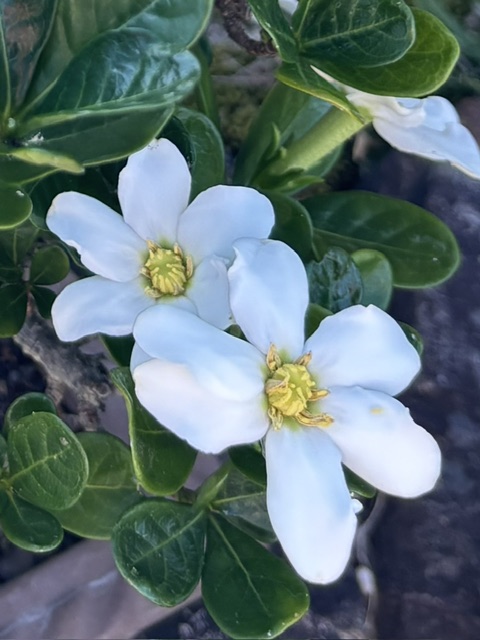 kenny7215's tweet photo. クチナシの花が今年は久しぶりにたくさん咲きました

耳かきを使って授粉を試みたものの

残念ながら実を結ぶことはなく

花はすべて散ってしまいました https://t.co/RUO2rJJOf9