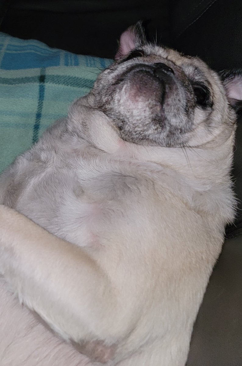 SarahPug12's tweet photo. Happy Saturday evening, friends! 🤗 #BatEars #Stella #BabyGirl #Crazygirl #SaturdayVibes https://t.co/VzrnAczhEc