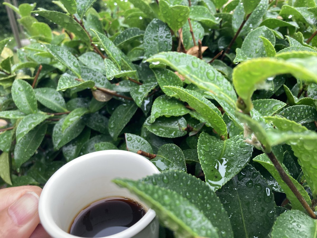 bootinpause's tweet photo. #バイザシー 

おはようございマスター☕️

☎︎電話越しに📞鎌倉と
W杯⚽️今日は、🇯🇵VS🇹🇳Tunisia
大阪関西万博ではTunisiaパビリオンで
珈琲が飲めたとの事、🇹🇷トルコ式のもの

Tunisiaではミントコーヒー☕︎が人気。秀島さんはミントティーがよく飲まれてたと旅行の際のお話

↓☔️今日はTV観戦⚽️📣 https://t.co/9hr7XszV4v