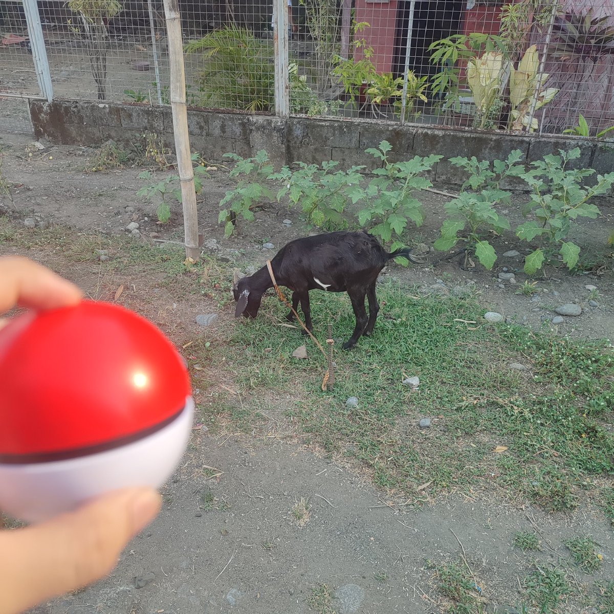 jeyenx2's tweet photo. Yung nananahimik yung kambing tas bigla mong babatuhin ng pokeball. Hahaha https://t.co/KTgfXyu9N4