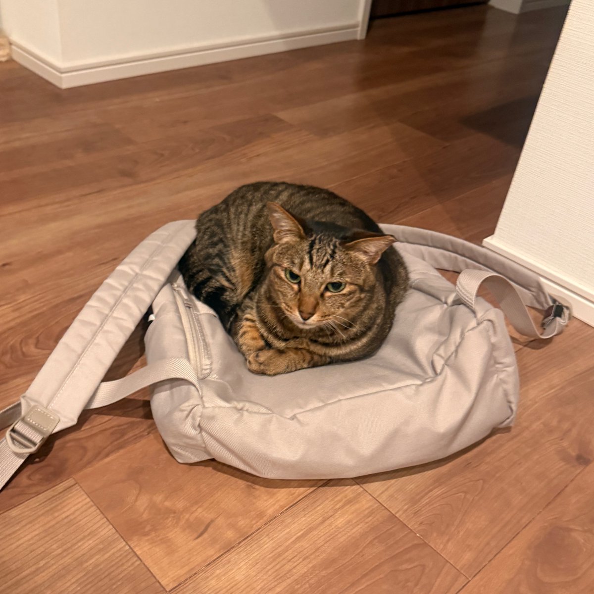 fuchan2019's tweet photo. 今日は、我が家の猫たちの故郷、新潟動物ネットワークの年に一度の大イベント「戌猫縁日」だよ🏮
あいにくの悪天候ですが完全室内なので問題なし！
いろんなお店が集まってとても楽しいのでぜひ🐶🐱

https://t.co/40PjYuzXTg

@ndn_niigata https://t.co/sQkxDWcjU2