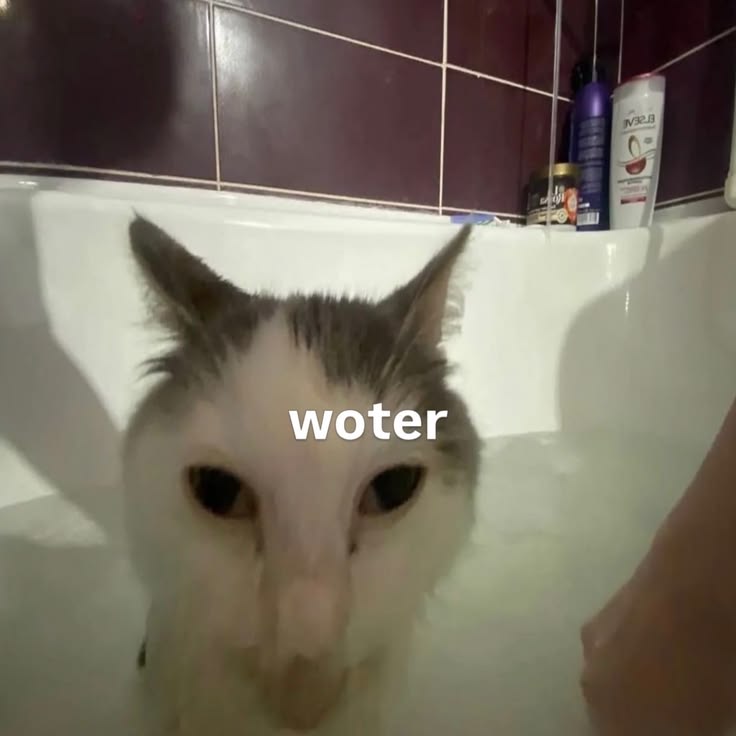 catsbeiingcats's tweet photo. https://t.co/SzrIdVUO4d