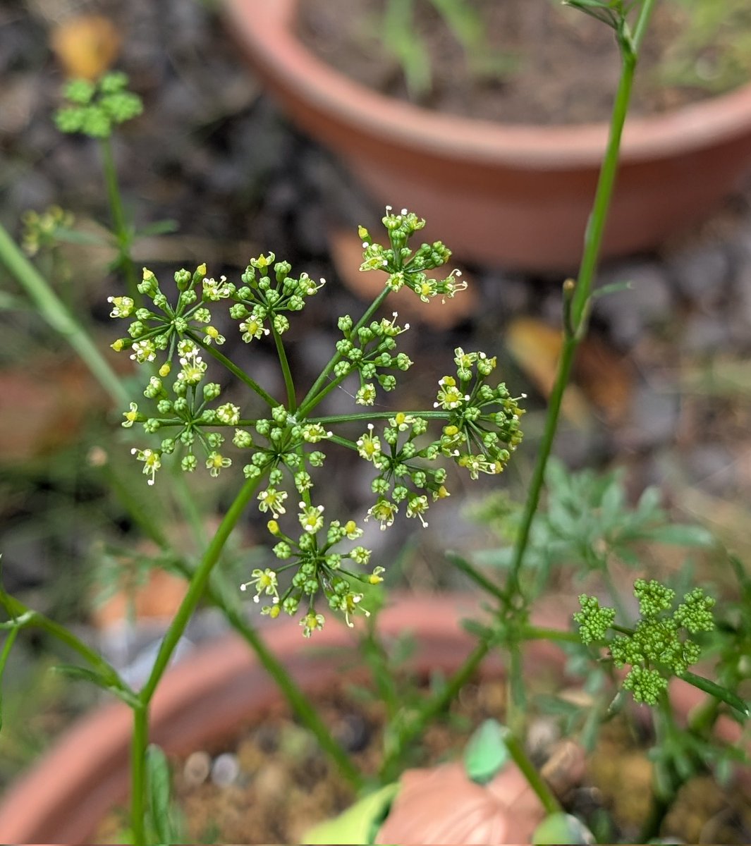 huga_e's tweet photo. おはようございます
鉢植えのパセリがトウ立ちして花が咲いてきました

✂️(⁠・⁠ω・⁠)剪定ｼﾃﾐﾙｶｰ

 #ウチのコ園芸 https://t.co/j66KdpBM0o
