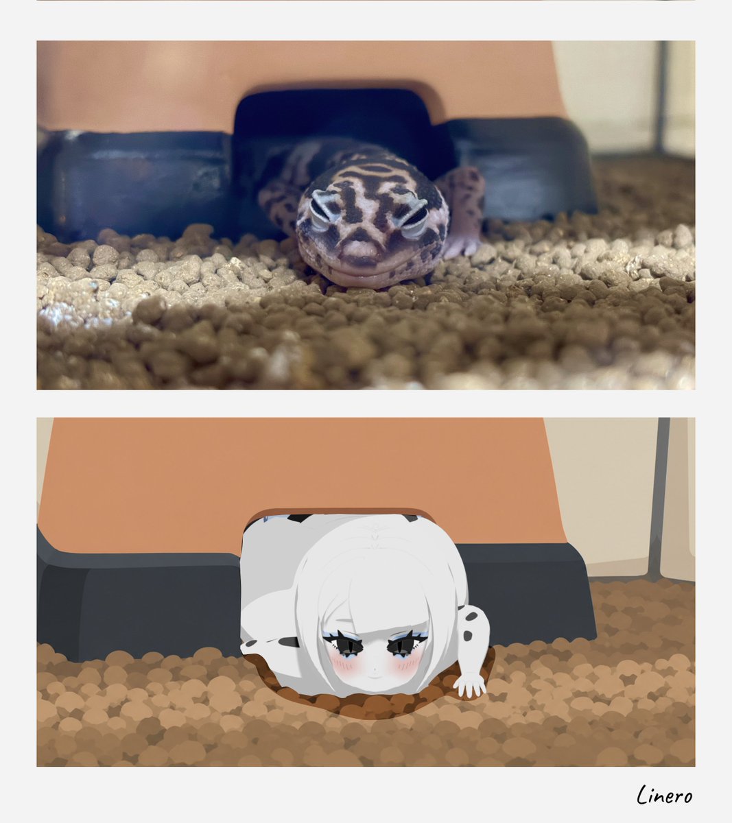 Linero_whiteout's tweet photo. 半分、寝る

#RepTypes
#ニシアフリカトカゲモドキ https://t.co/LzXo988Kih