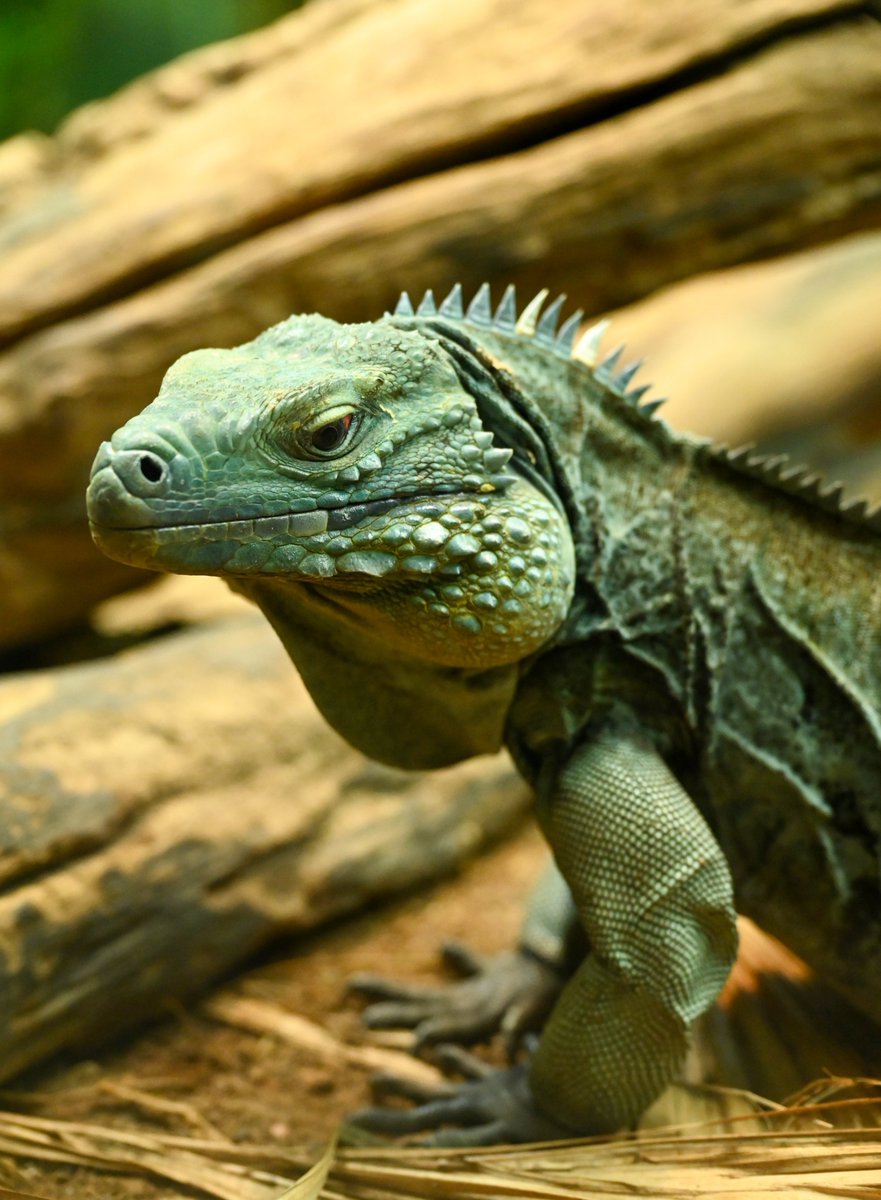 Steinsworth's tweet photo. More beauties from the Bronx Zoo. 🦩 #newyorkcity #bronx #zoo https://t.co/FTOj42R23i