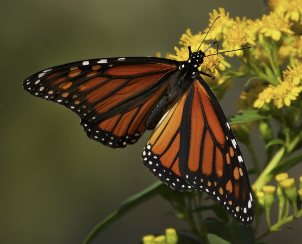melanie_korach's tweet photo. Butterflies are proof that you can go through darkness and still become something beautiful when you make it out and find the light again. 🫶🏻#StarfishClub https://t.co/1twlt5vgzn