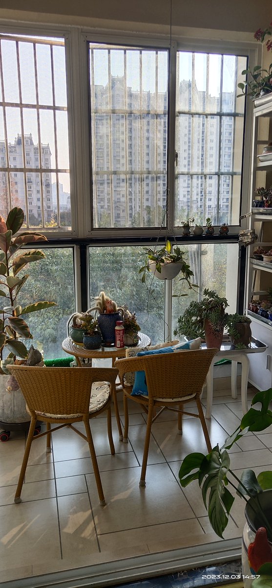 ErkeMak's tweet photo. My tiny balcony is now my go-to morning spot for iced coffee and plant chats—small changes = big joy. https://t.co/TR0tCE9sRE