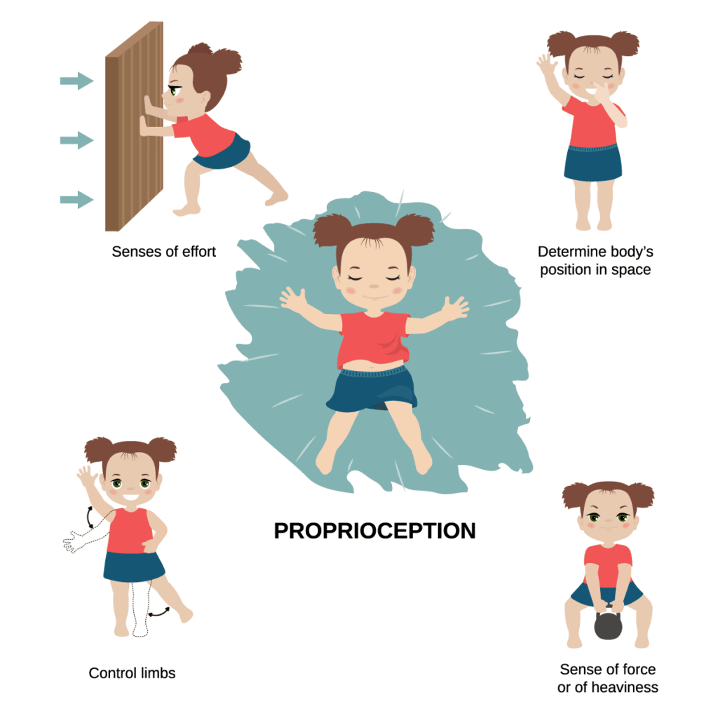 sctBarisere's tweet photo. Proprioception is the body's subconscious ability to sense its own position, movement, and spatial orientation. Often referred to as our "sixth sense," it allows us to navigate our environment, maintain balance, and perform everyday actions (like walking or scratching our nose) https://t.co/Es3yjkYqzw